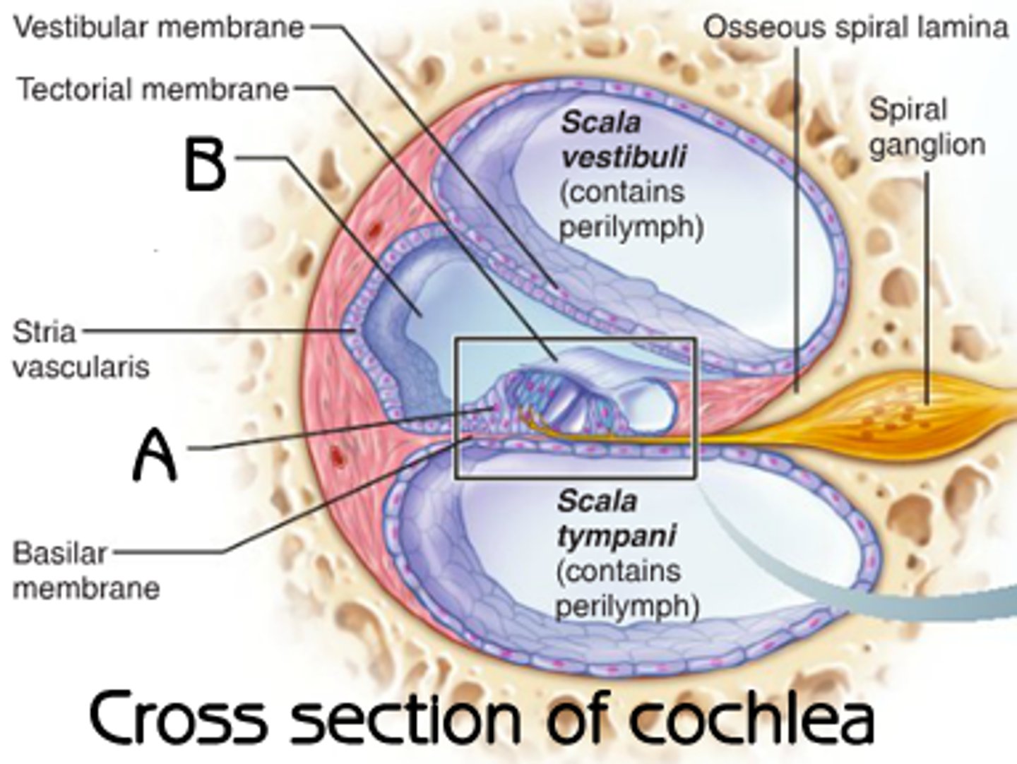 <p>Scala vetsibuli + tympani are filled with perilymph whereas sala media is filled with ednolymph (different fluid chemically + electricall)</p><p>-the basilar membrane separates scala tympani and scala media</p><p>-organ of corti sort of within scala media</p><p>-the stria vasculari -provide lots of blood vessels to scala media</p><p>Spiral ganglian has dendrite from cell bodies to organ of corti - touching specialised cells</p><p>ADD PIC</p>