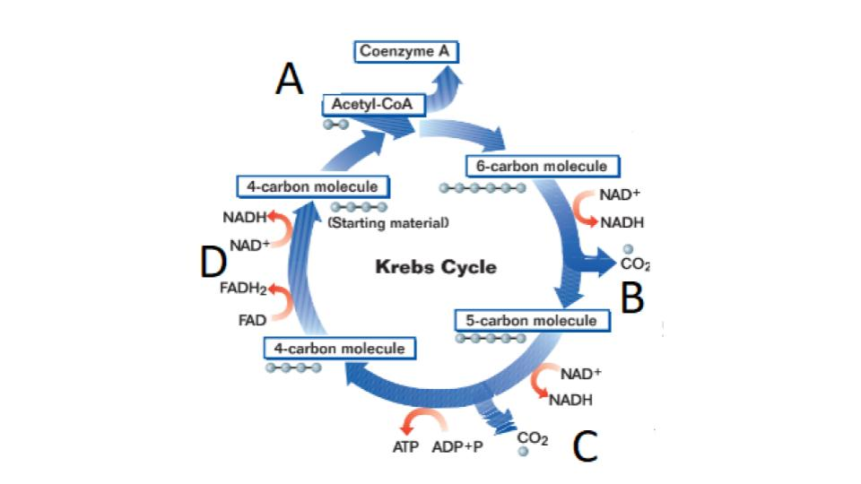 <p>Krebs cycle</p>
