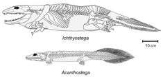 <p><span>Acanthostegidae/Ichthyostegidae and all more</span><br><span>derived</span></p>