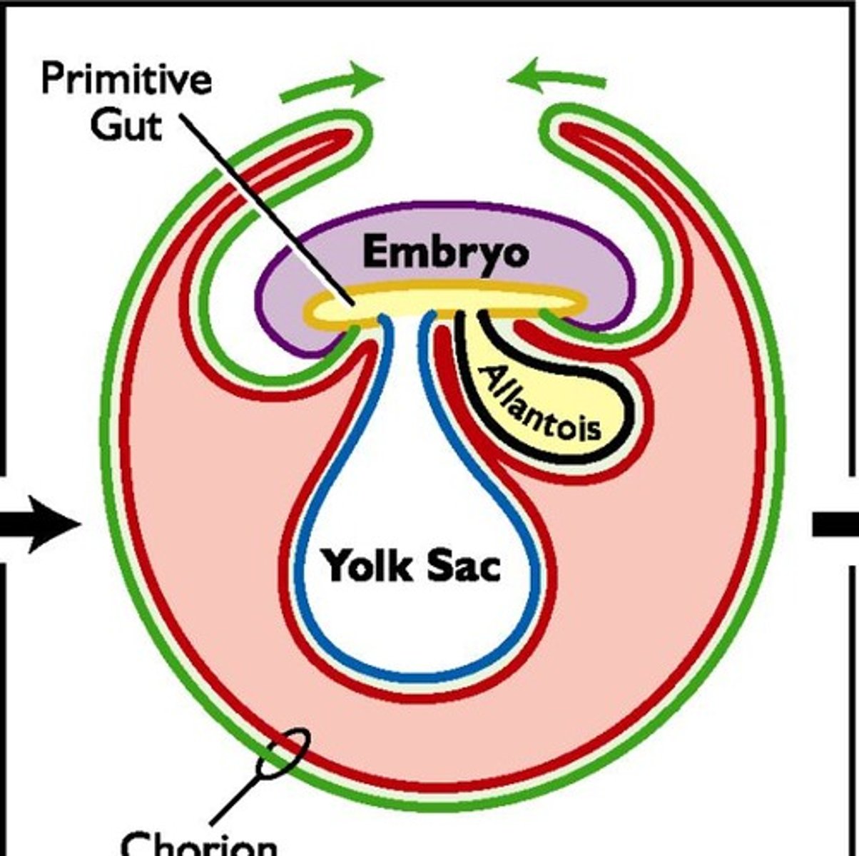 <p>After fertilization, a zygote forms, then divides to create a morula, which compacts and forms a blastocyst through osmotic pressure. The blastocyst hatches from the zona pellucida and begins embryonic development, starting with the primitive gut and undergoing gastrulation to form three germ layers: ectoderm, mesoderm, and endoderm.</p>