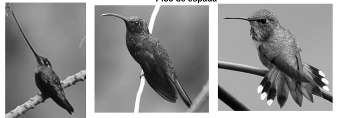 <p>orden Apodiformes</p>