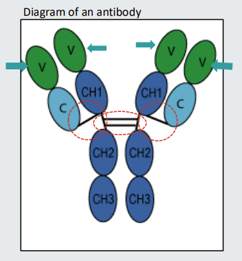 <ul><li><p>Antibodies comprise<strong> two identical heavy chains</strong>&nbsp;(base) and<strong> two identical light chains (flared out chains)</strong></p></li><li><p>The heavy chains are joined together by <strong>disulphide bonds</strong> identified by the dotted oval</p></li><li><p>The light chains are joined <strong>to the heavy chains</strong> by <strong>disulphide bonds</strong> identified by dotted circles.</p></li><li><p>The <em>ovals </em>that are joined together to <em>form </em>the heavy and light chains structures are called <strong><u>domains</u></strong></p></li></ul><p></p>