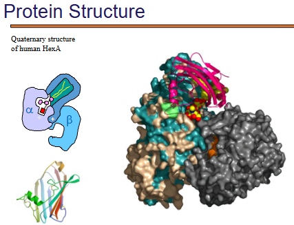<ul><li><p class="">This is an actual <strong>multi-subunit protein</strong>, with both <strong>α</strong> and <strong>β</strong> subunits.</p></li><li><p class="">The large molecular surface representation shows:</p><ul><li><p class="">How tightly packed the subunits are.</p></li><li><p class="">How <strong>secondary structures (β-sheets, α-helices)</strong> are distributed across different subunits.</p></li></ul></li><li><p class="">This illustrates the <strong>diversity and complexity</strong> of quaternary protein assemblies beyond simple dimers or tetramers (like hemoglobin).</p></li></ul><p></p>
