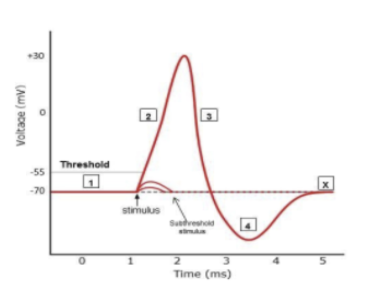 <p><strong>depolarization: </strong>2</p><p><strong>sudden rush of sodium ions: </strong>2</p><p><strong>shows effect of prolonged opening of potassium gate: </strong>4</p><p><strong>potassium outflow exceeds sodium inflow: </strong>3</p><p><strong>hyperpolarization: </strong>4</p>