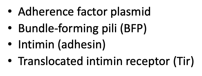 Adherence factor plasmid

Bundle-forming pili (BFP)

Intimin (adhesin)

Translocated intimin receptor (Tir)
