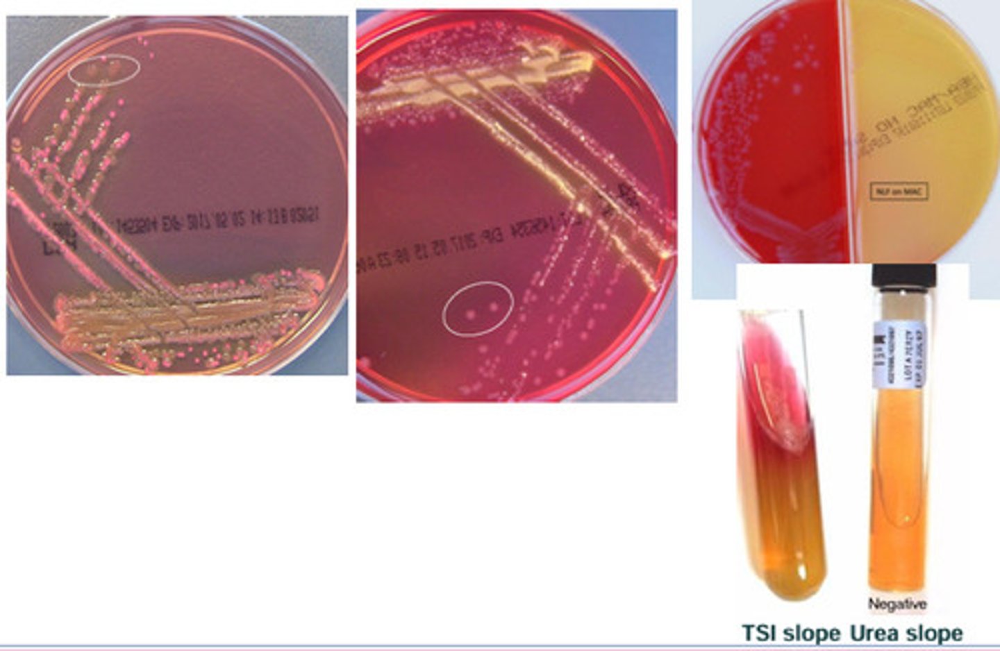 <p>GNB, found in urine and GI, catalase pos, oxidase neg, lactose neg, non-motile</p>