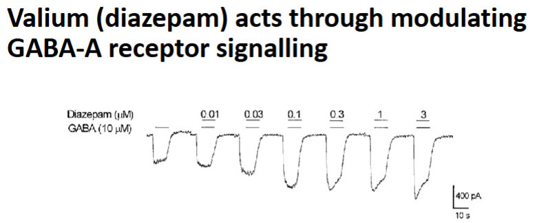 <p>They increase the frequency of Cl⁻ channel opening when GABA is present → Increased hyperpolarisation → increased relaxant</p>