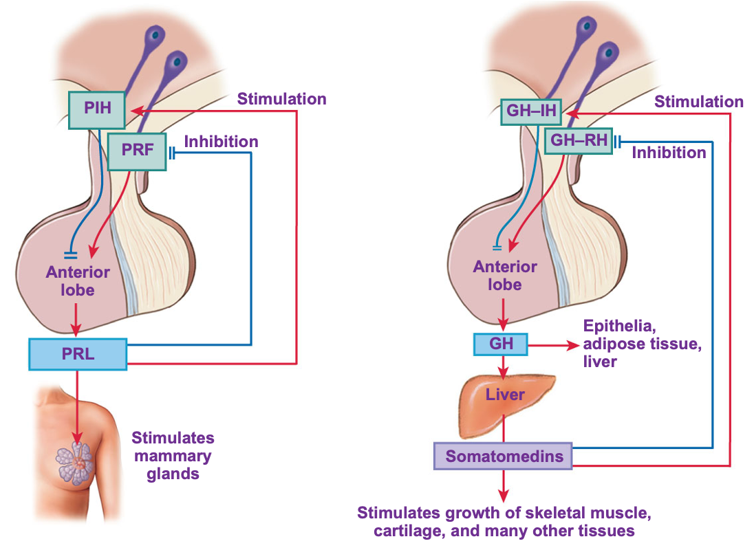 <ul><li><p>Prolactin (PRL) regulation: hypothalamus produces releasing factor (PRF) and inhibiting hormone (PIH)</p></li><li><p>Growth hormone regulation: hypothalamus produces releasing hormone (GH-RH) and inhibiting hormone (GH-IH)</p></li></ul><p></p>
