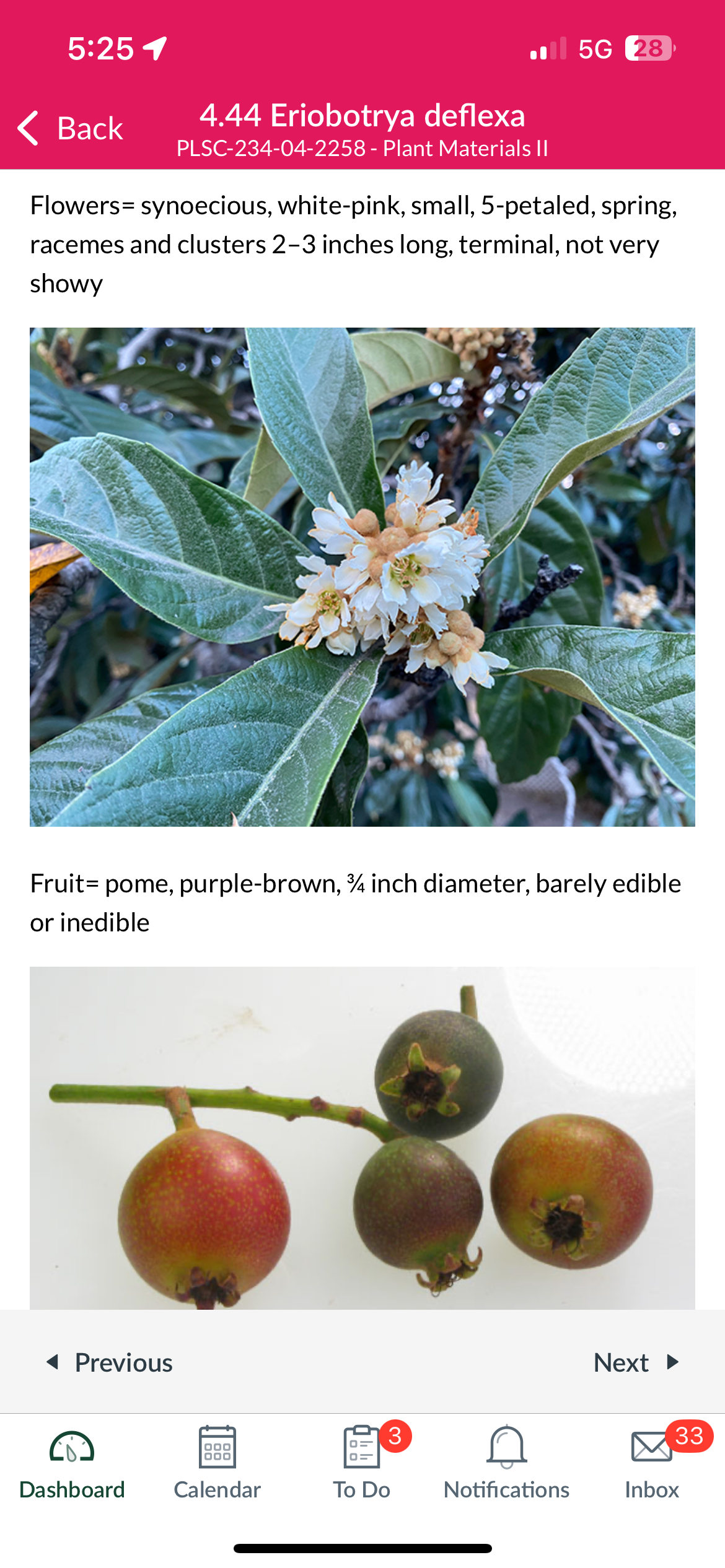 <p>Eriobotrya deflexa</p>