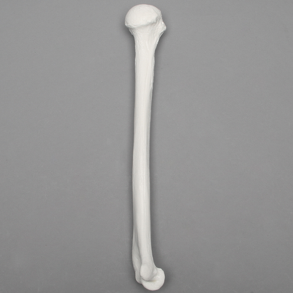 <p>Identify the bone in the image</p>