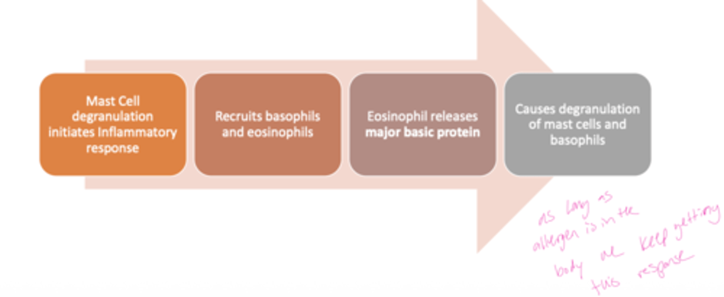 <p>A: Mast cell degranulation initiates the inflammatory response by releasing histamine and other mediators.</p>