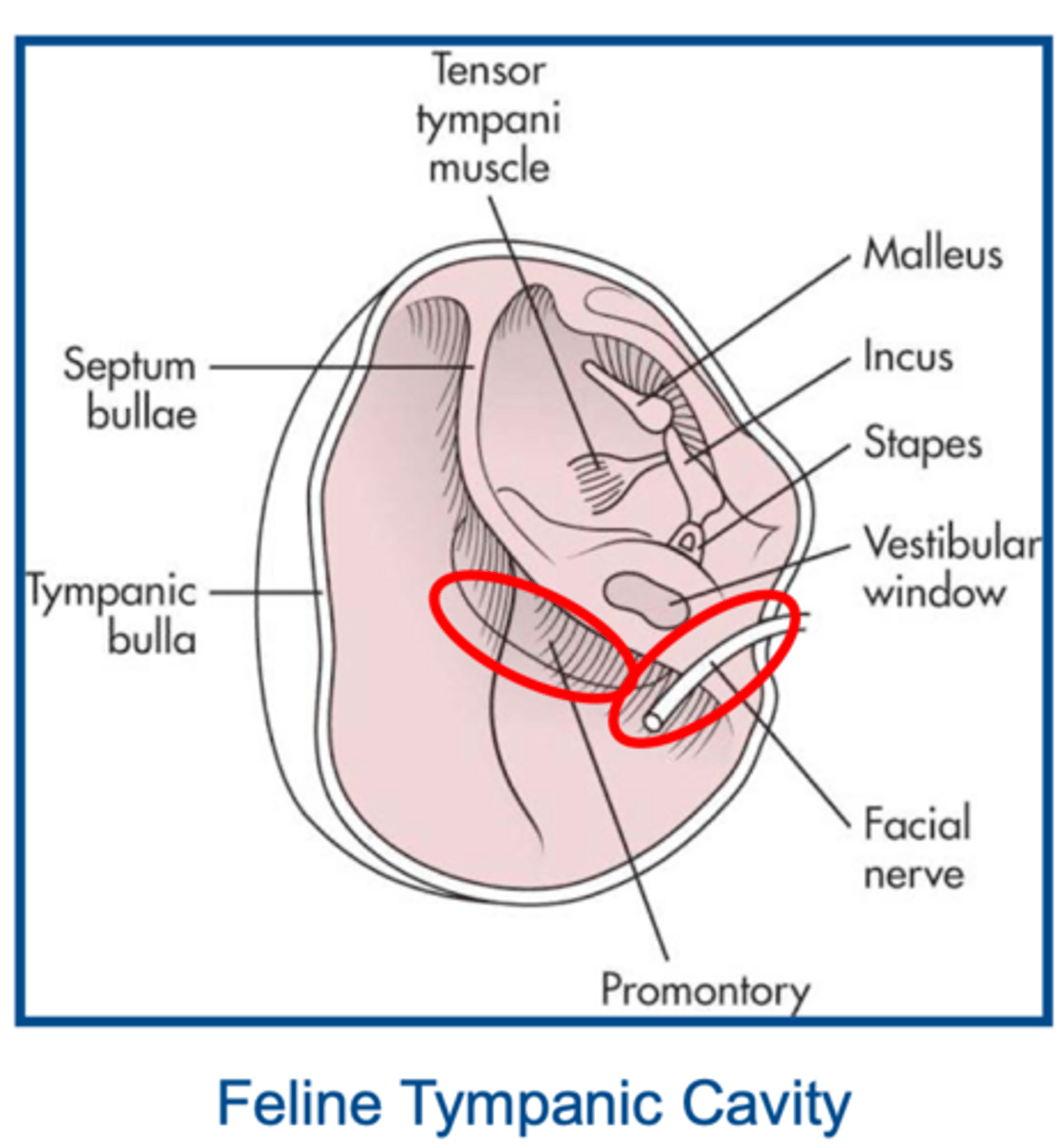 <p>significance of location of nerves within the tympanic cavity</p>