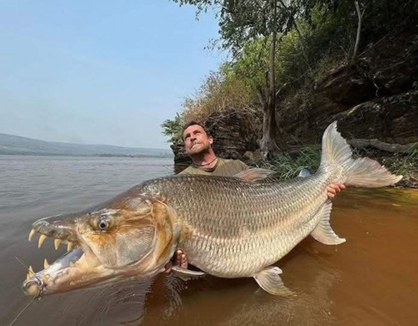 <p>Goliath tigerfish at 1.3 meters.</p>