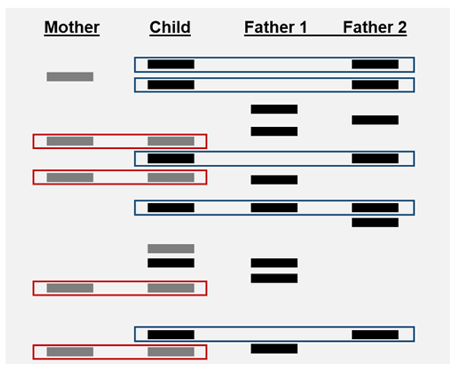 <p><span>Comparing two samples of DNA to identify individuals. Identifying suspects whose DNA may match evidence  crime scenes.</span><span style="font-size: 7pt; font-family: &quot;Times New Roman&quot;">&nbsp;&nbsp;&nbsp;&nbsp;&nbsp;&nbsp; </span><span>Identifying crime and catastrophe victims. Establishing paternity and other family relationships.</span></p>