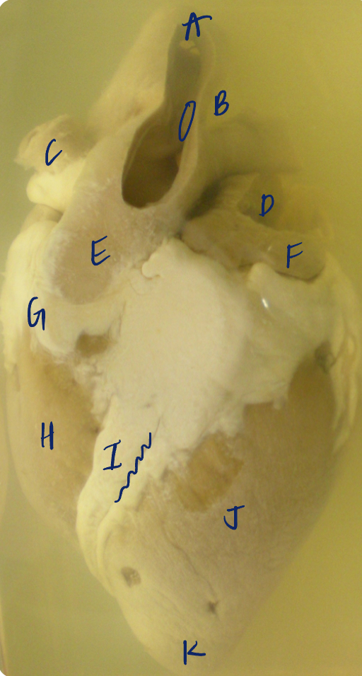 <p>I </p><p>(neonatal foal heart)</p>