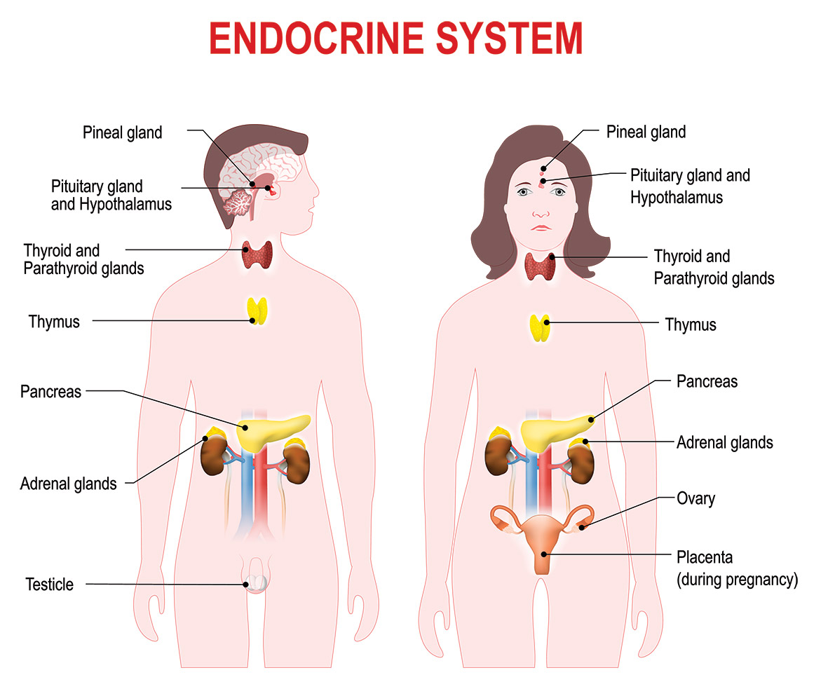 <p>Glands such as pancreas, adrenals, and pituitary.</p>