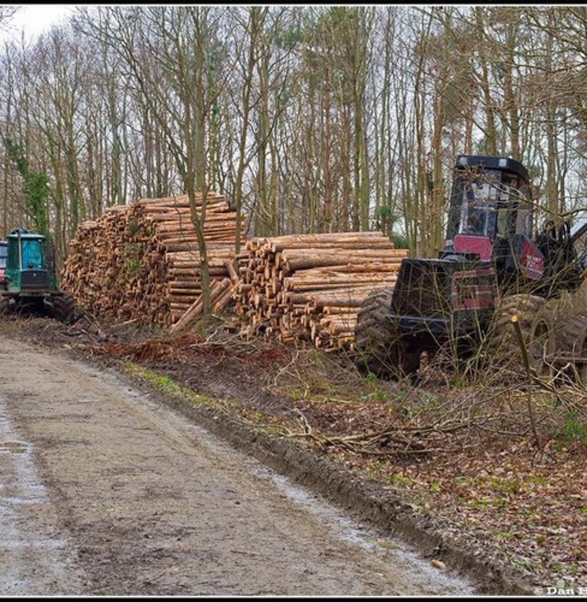 <p>Using cables for log extraction.</p>