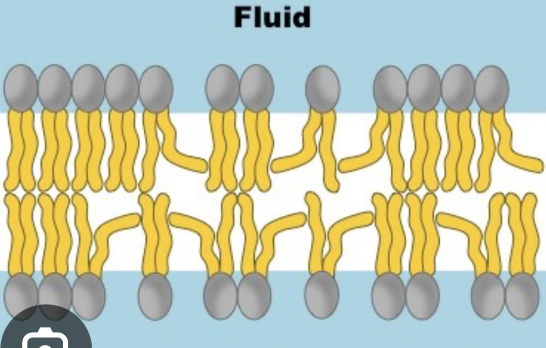 One or more double-bond

Has the cis-double bond (increases bilayer fluidity)