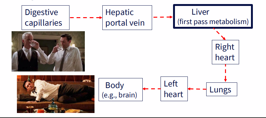 <p>- transports freely in blood, easily crosses membranes</p><p>- EtOH follows water (blood, brain, liver, muscle)</p><p>- the average male is 68% water</p><p>- the average female is only 55% water</p><p>.</p><p>- digestive capillaries -&gt; hepatic portal vein -&gt; liver (first pass metabolism) -&gt; right heart -&gt; lungs -&gt; left heart -&gt; body (e.g brain)</p>