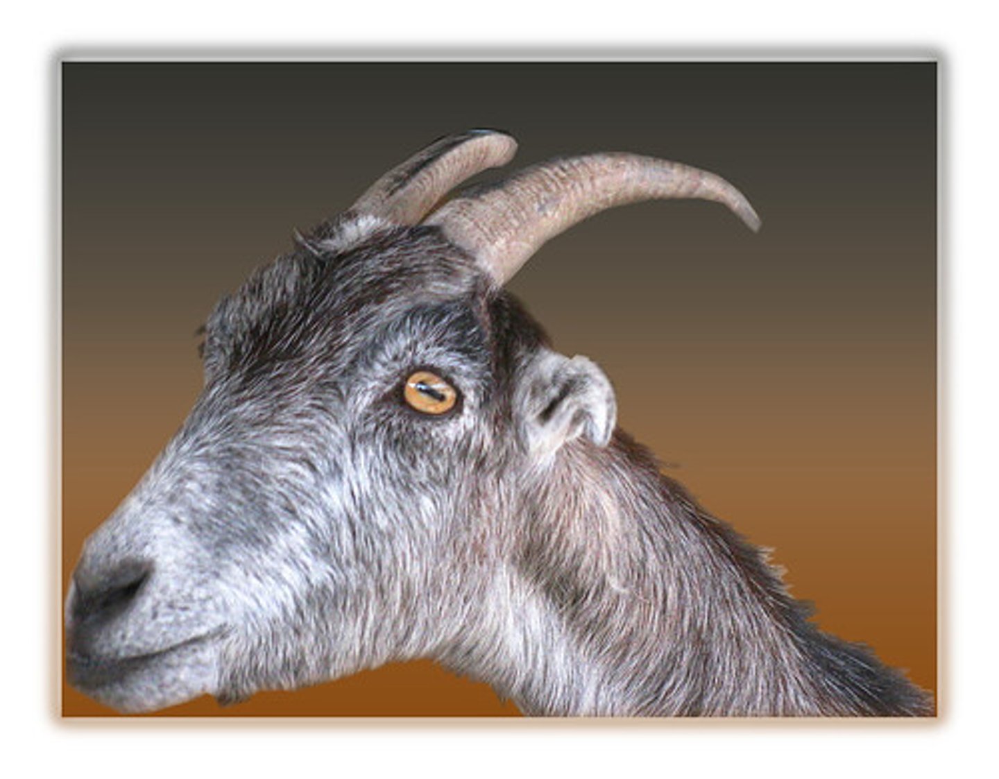 <p>goat</p>