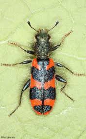 <p>Look EXTREMELY similar to Family Silphidae. To differentiate, Family Cleridae antennae are usually slightly less clubbed. Also, Family Cleridae legs are usually less fanned out at the end of forelegs. Some Family Silphidae have toothbrush-like bristles, but they don’t always. Family Silphidae ordinarily looks slightly rounder, while Family Cleridae is usually thinner, Class Insecta, Order Coleoptera, called checkered beetles</p>