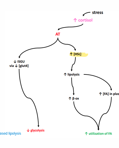 <p></p><ul><li><p>•<strong> Reduced Insulin-Stimulated GLUT4 translocation </strong></p><ul><li><p>glut4 is responsible for glucose intake by cells</p></li></ul></li><li><p><strong>• Increased lipolysis • Increases beta oxidation for AT energy</strong> • Increases plasma fatty acid concentration</p></li></ul><p></p>
