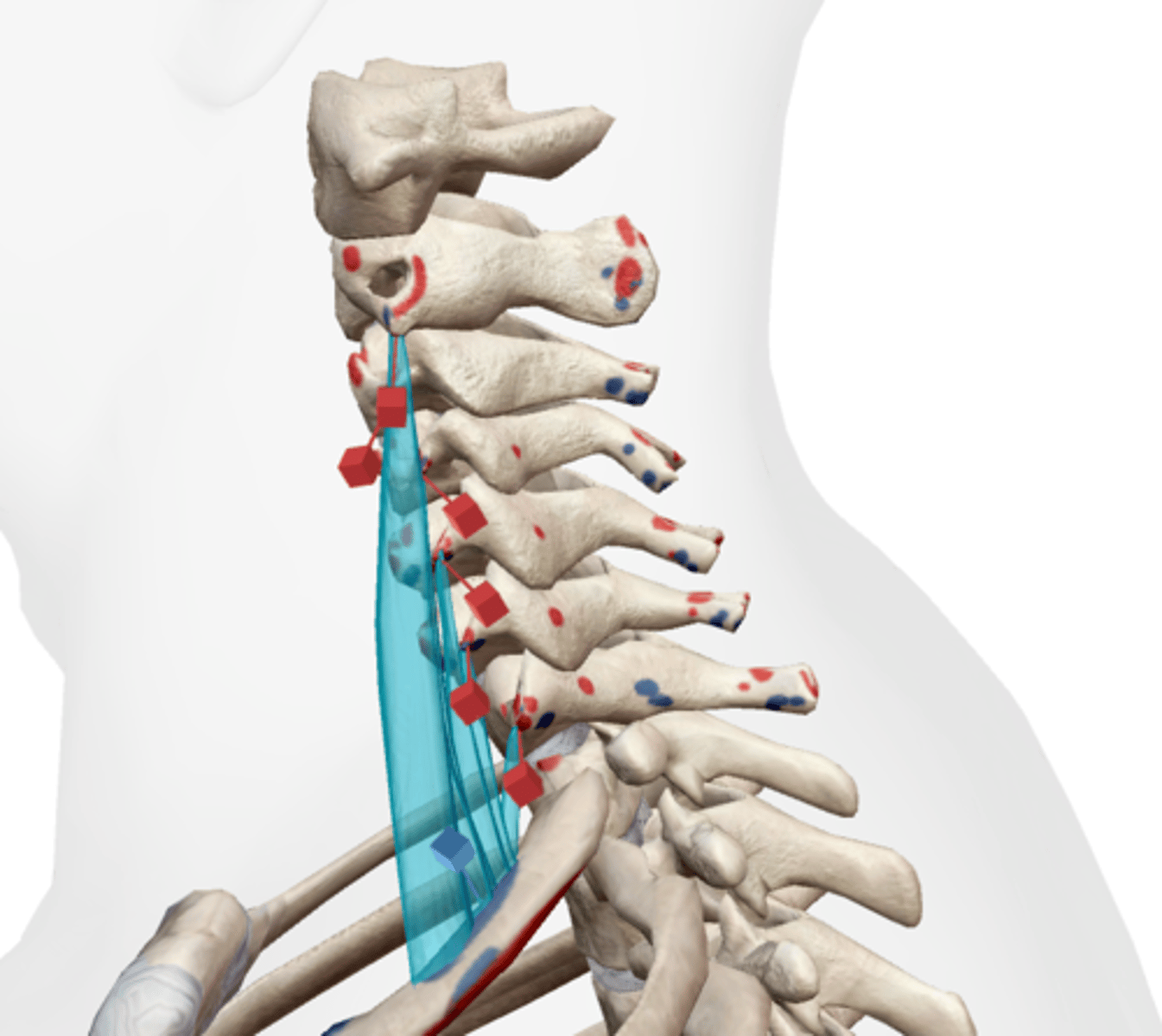 <p>Transverse processes of C2-C7</p>