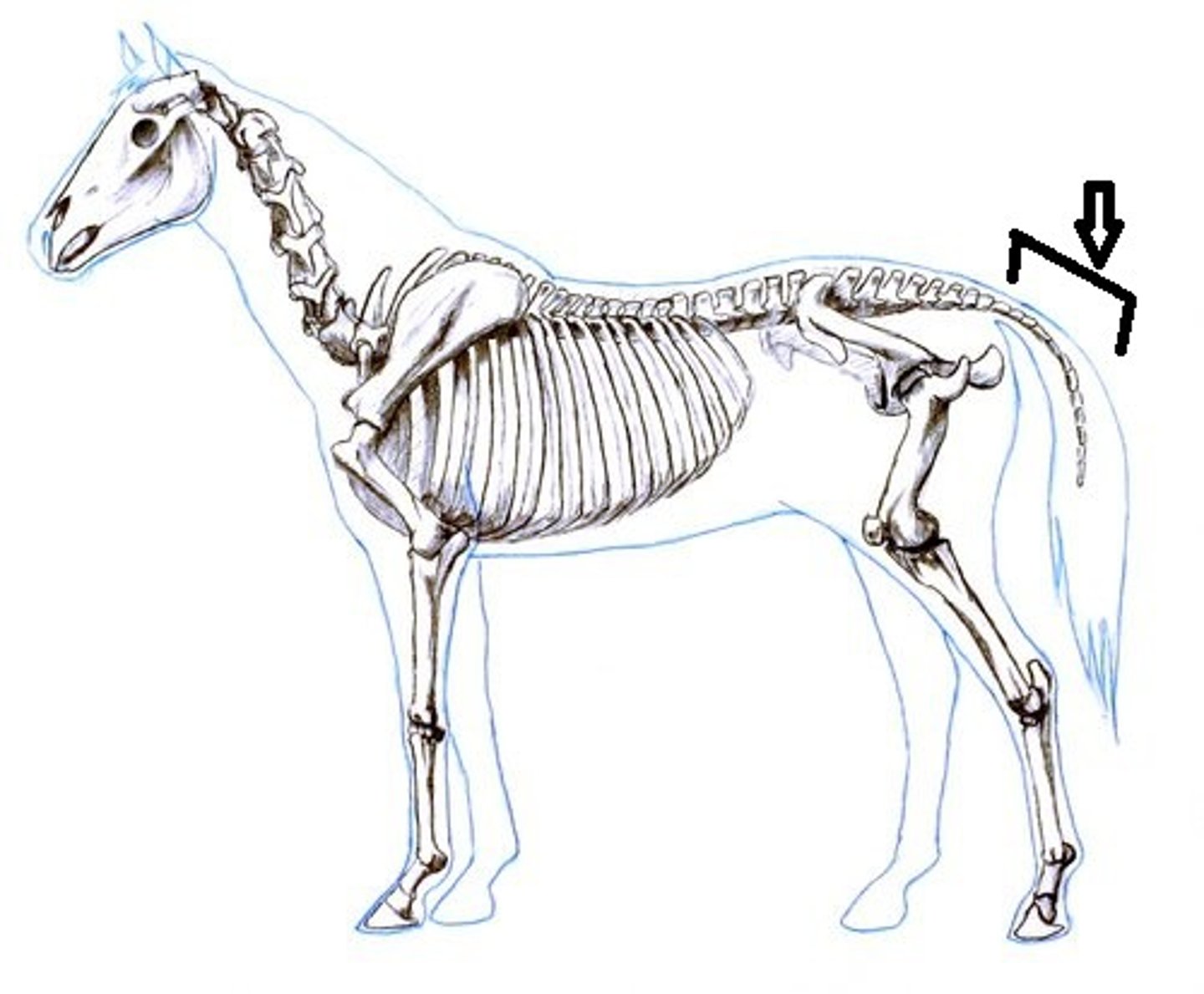 <p>toward the tail</p>