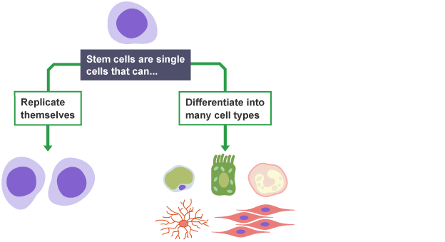 <p>Unspecialised somatic cells in animals that can divide to make copies of themselves (self-renew) or can differentiate into one or more specialised cells (this is irreversible)</p>