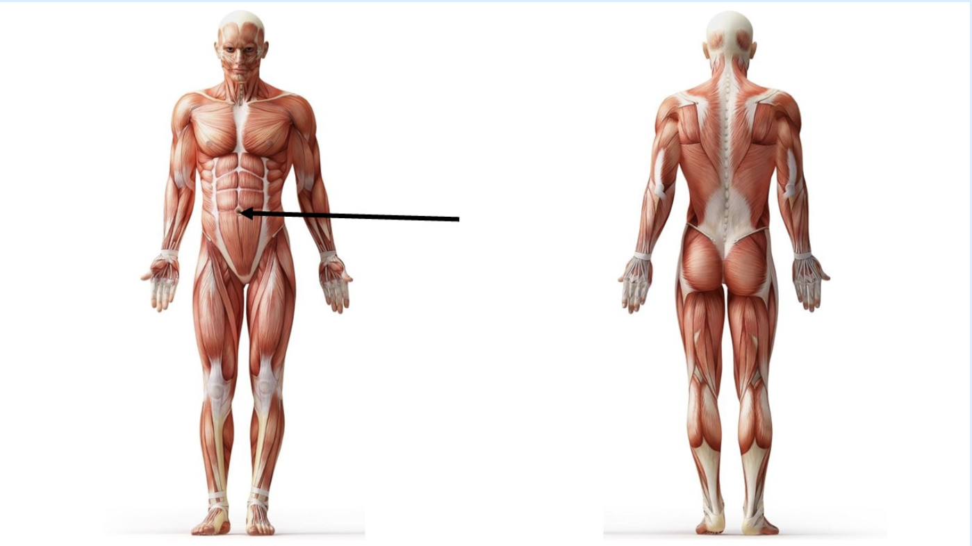 <p>Identify the specific region of the body at the end of the arrow</p>