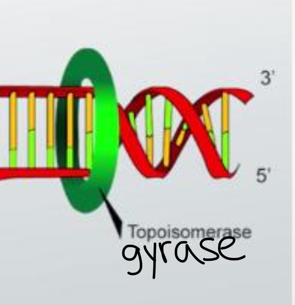 <p>an enzyme that introduces negative supercoils into DNA using energy from ATP and that can also relax positive supercoils when they occur. </p>