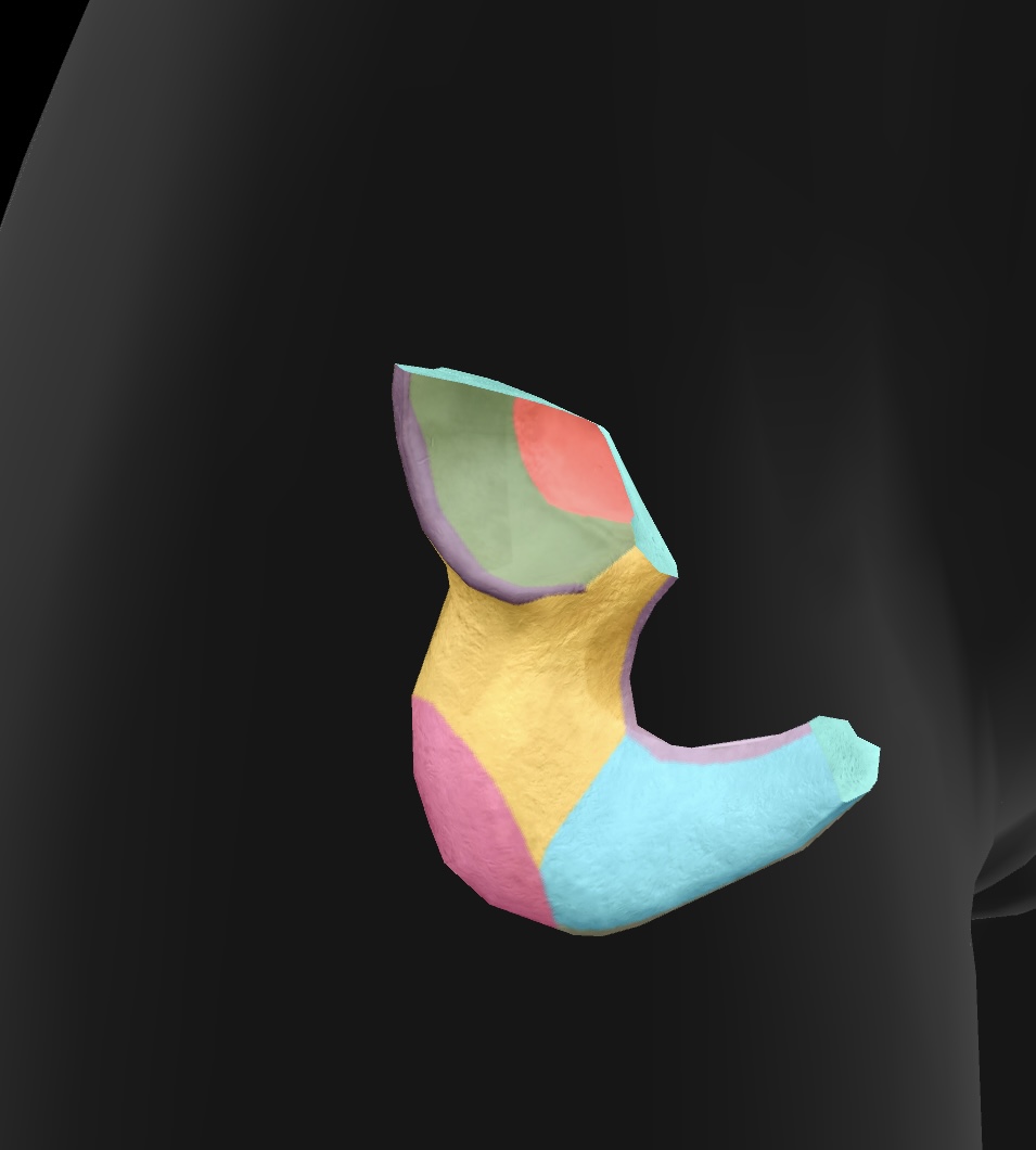 <p>a part of the ischium that connects with the pubis, contributing to the structure of the pelvic bone. </p>
