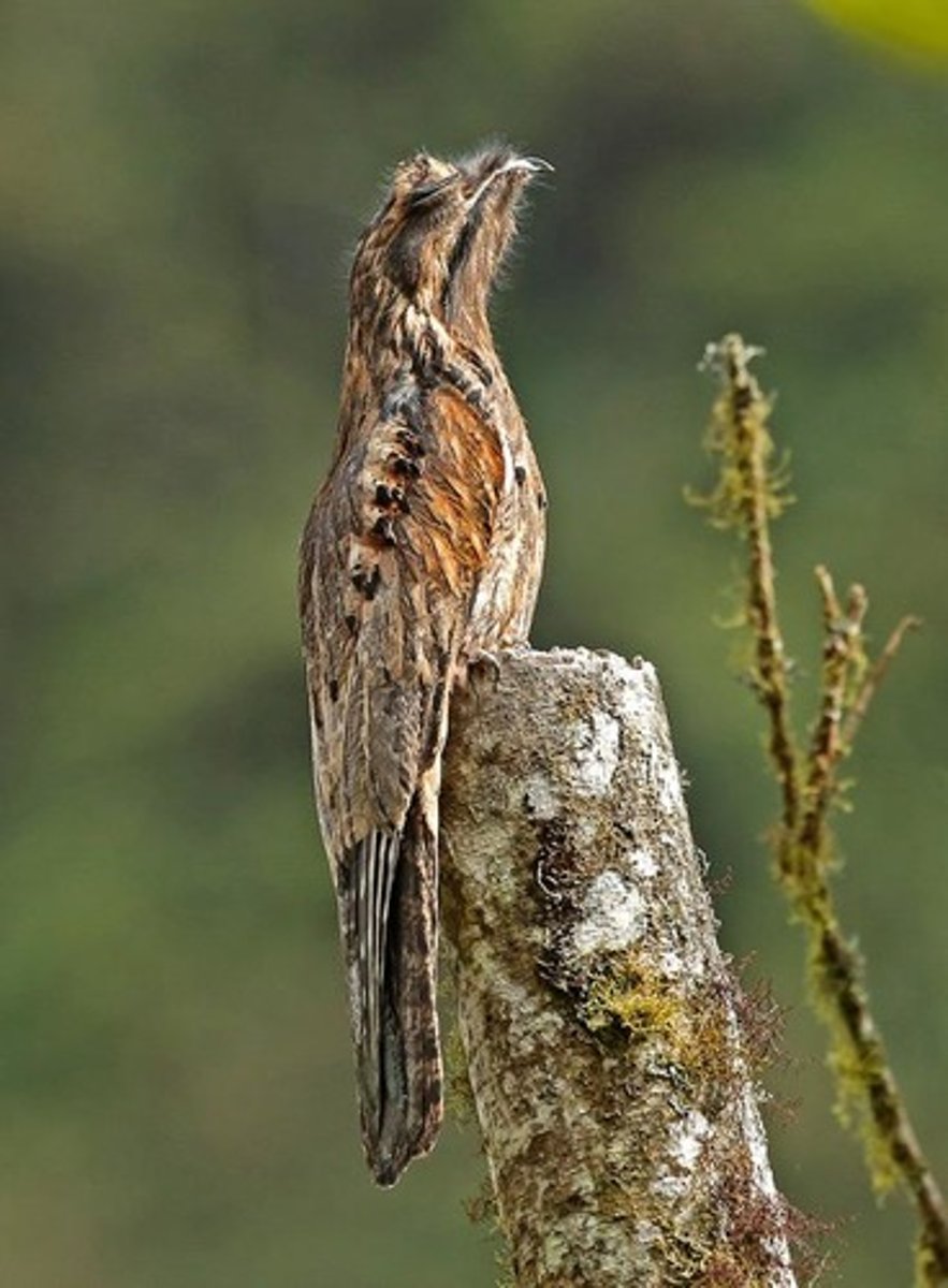 <p>Caprimulgiformes Nyctibiidae</p>