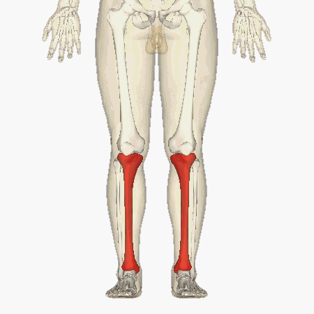 <p>Key Features: Tibial tuberosity, medial malleolus</p><p>Memory Trick: Tough leg bone with bump</p>