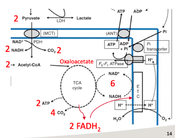 <p><strong>6</strong> CO2</p><p><strong>4</strong> ATP</p><p><strong>10</strong> NADH (<strong>25</strong> ATP)</p><p><strong>2</strong> FADH2 (<strong>3</strong> ATP)</p>