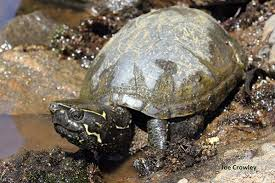 <p>Single hinged plastron</p>