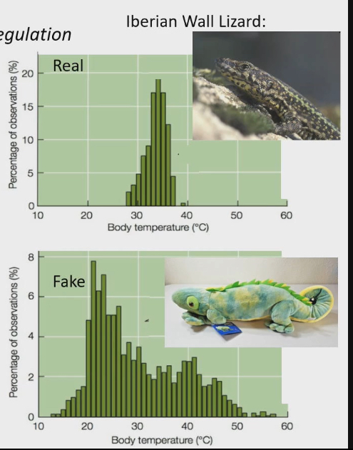 <ul><li><p>Put devices in them to monitor body temp and let them back into environment</p></li><li><p>Body temp variation is 12ºC → thermoregulation mechanism is effective</p></li><li><p>They put a stuffed lizard environment into the same environment. Body temp went beyond 55ºC = death if it was real</p></li></ul><p></p>