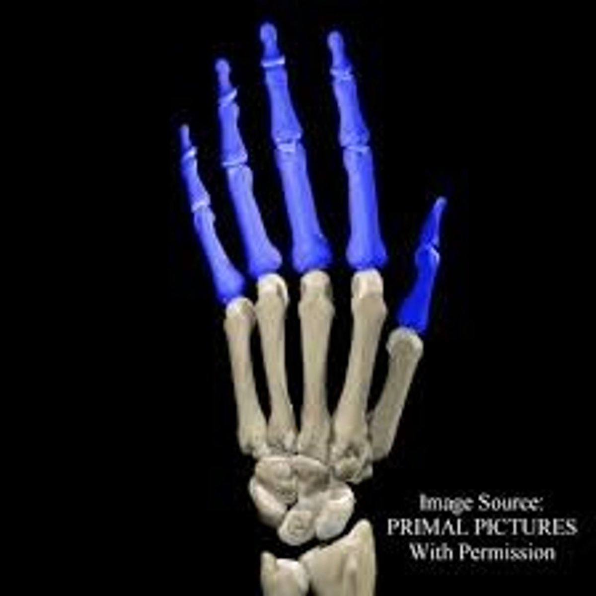 <p>Finger Bones</p>