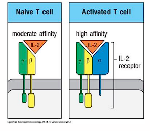 <p>induces expression of IL-2 and IL-2R</p><ul><li><p>activated T cell has alpha chain, whereas naive T cell just has beta and gamma</p></li><li><p>IL-2 comes from T cells themselves; therefore, autocrine process</p></li></ul>