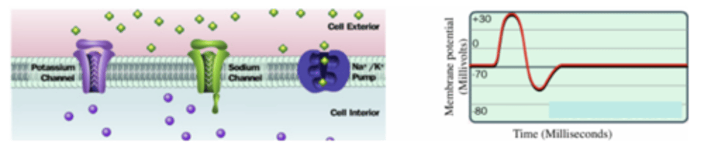 <p>-the sodium-potassium pump reestablishes the concentration gradient of the resting membrane potential so that the neuron can fire again</p><p>- more potassium efflux occurs past the resting membrane potential -&gt; temporarily driving the membrane potential below the RMP</p>