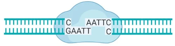 <p>Puts strands together during DNA replication. Basically seals any little holes after DNA replication is finished.</p>