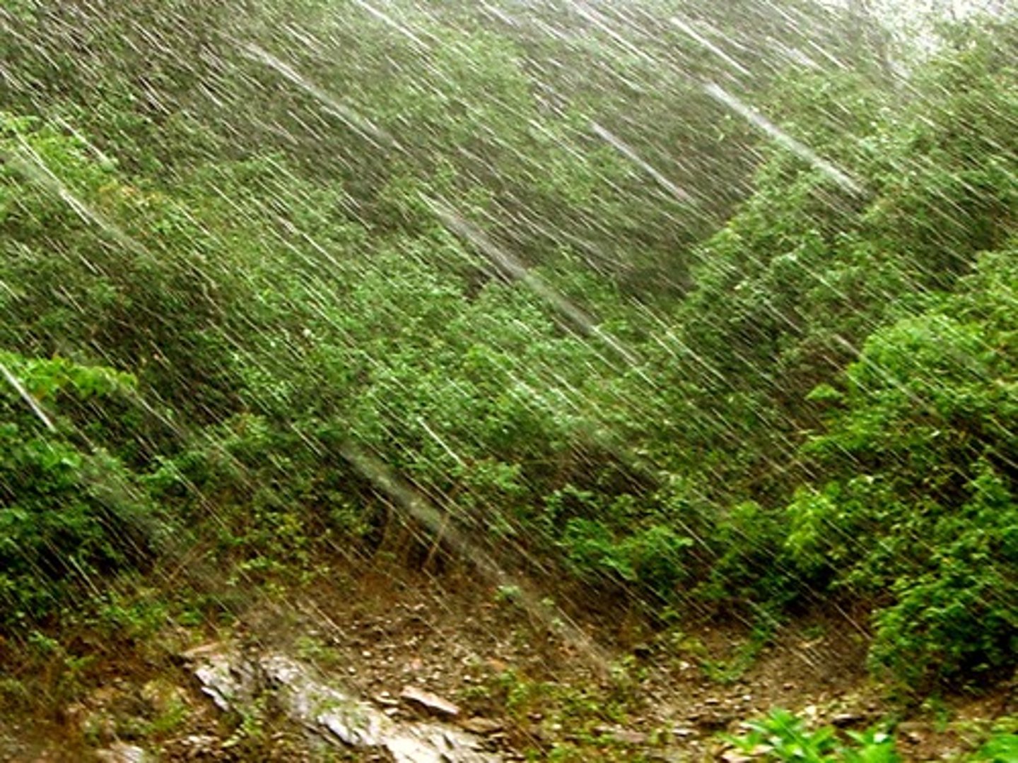 <p>проливний</p>