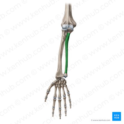 <p>under flexor digitorum superficialis</p>