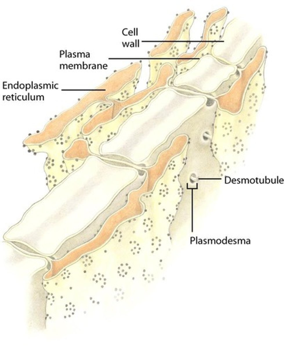 <p>Desmotubules are extensions of the endoplasmic reticulum that run through plasmodesmata, playing a role in cellular transport.</p>