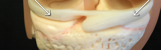 <p>side of fibula </p>