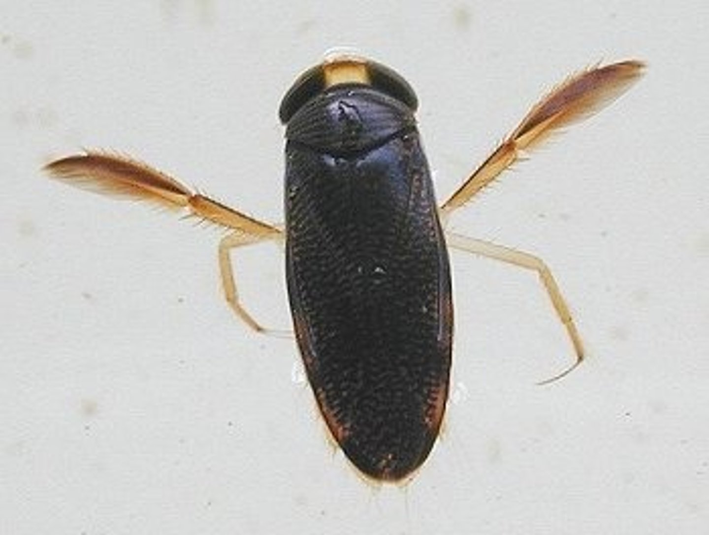 <p>Lack gills, carry air bubble down into the water to take oxygen from water</p>