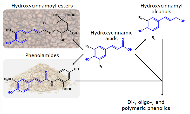 <ul><li><p>Hydroxycinnamic acids & derivatives are present in grains and coffee beans. </p></li></ul><p></p>