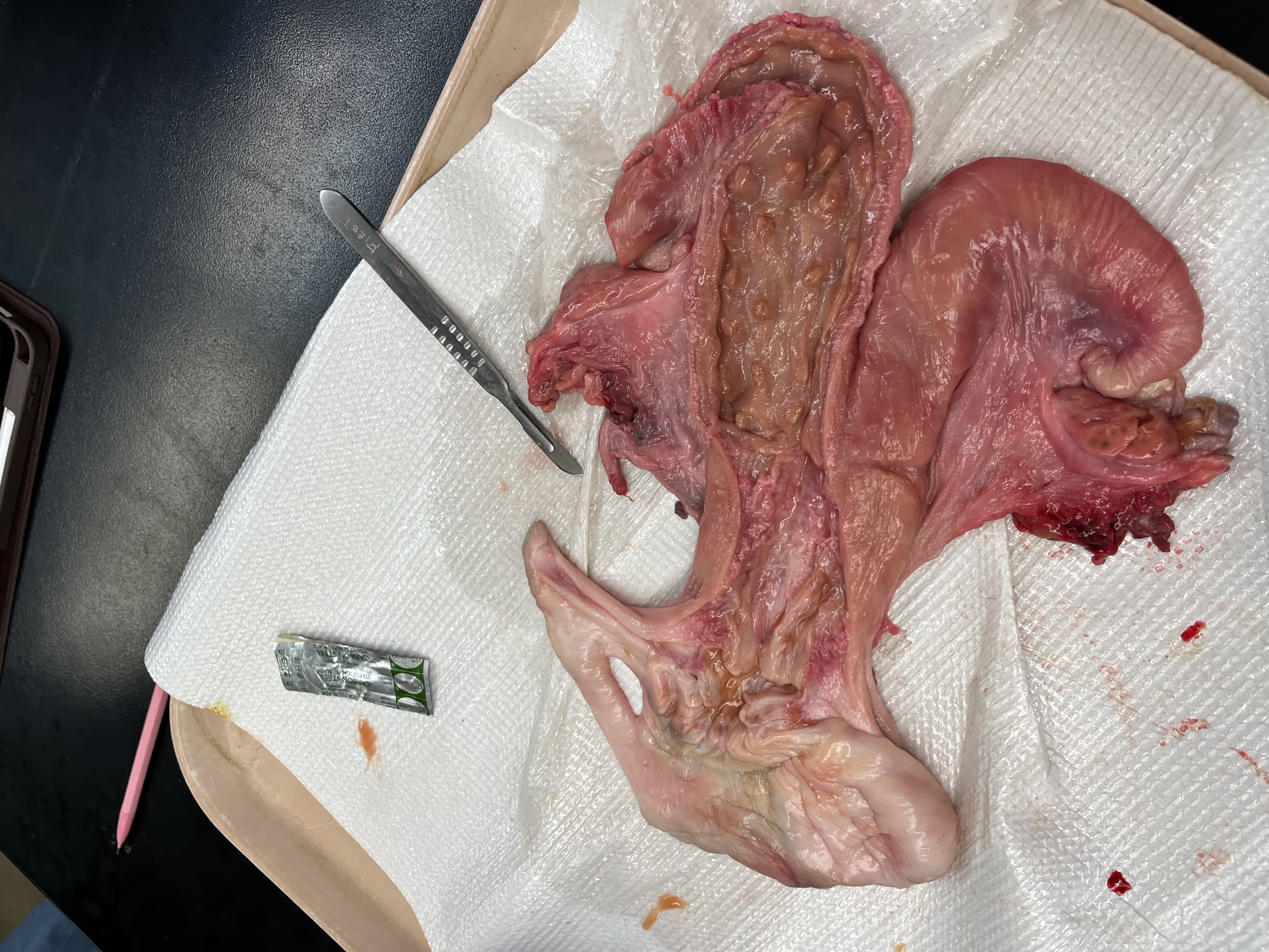 <p>What animal’s repro tract is this?</p>