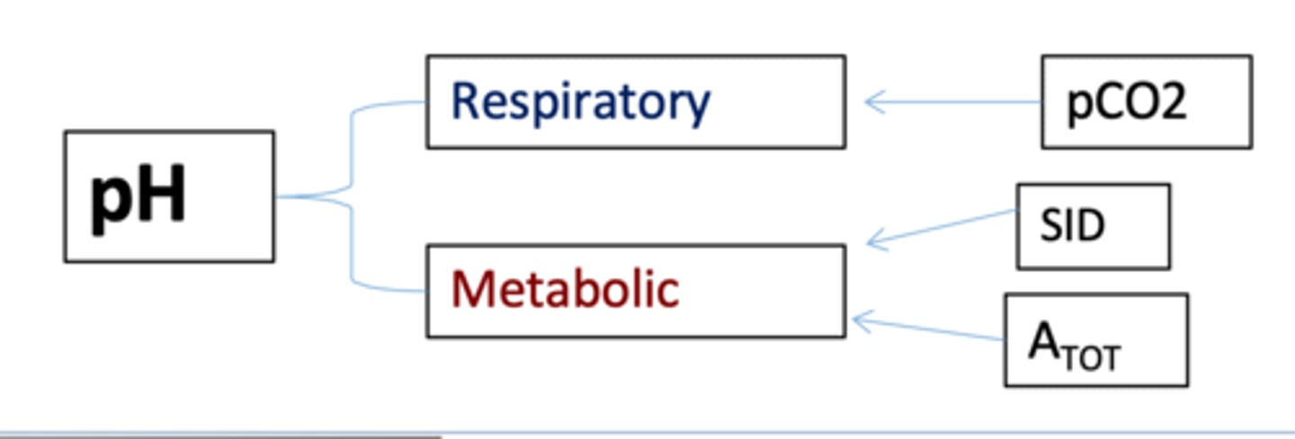 <p>how might you describe the Stewart's approach to dx. acid-base</p>