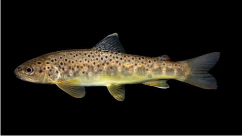 <ul><li><p><em><u>Order</u></em>: Salmoniformes</p></li><li><p><em><u>Family</u></em>: Salmonidae</p></li><li><p><strong>adipose fin present</strong></p></li><li><p><strong>lacks barbels; body with small scales</strong></p></li></ul><p></p>